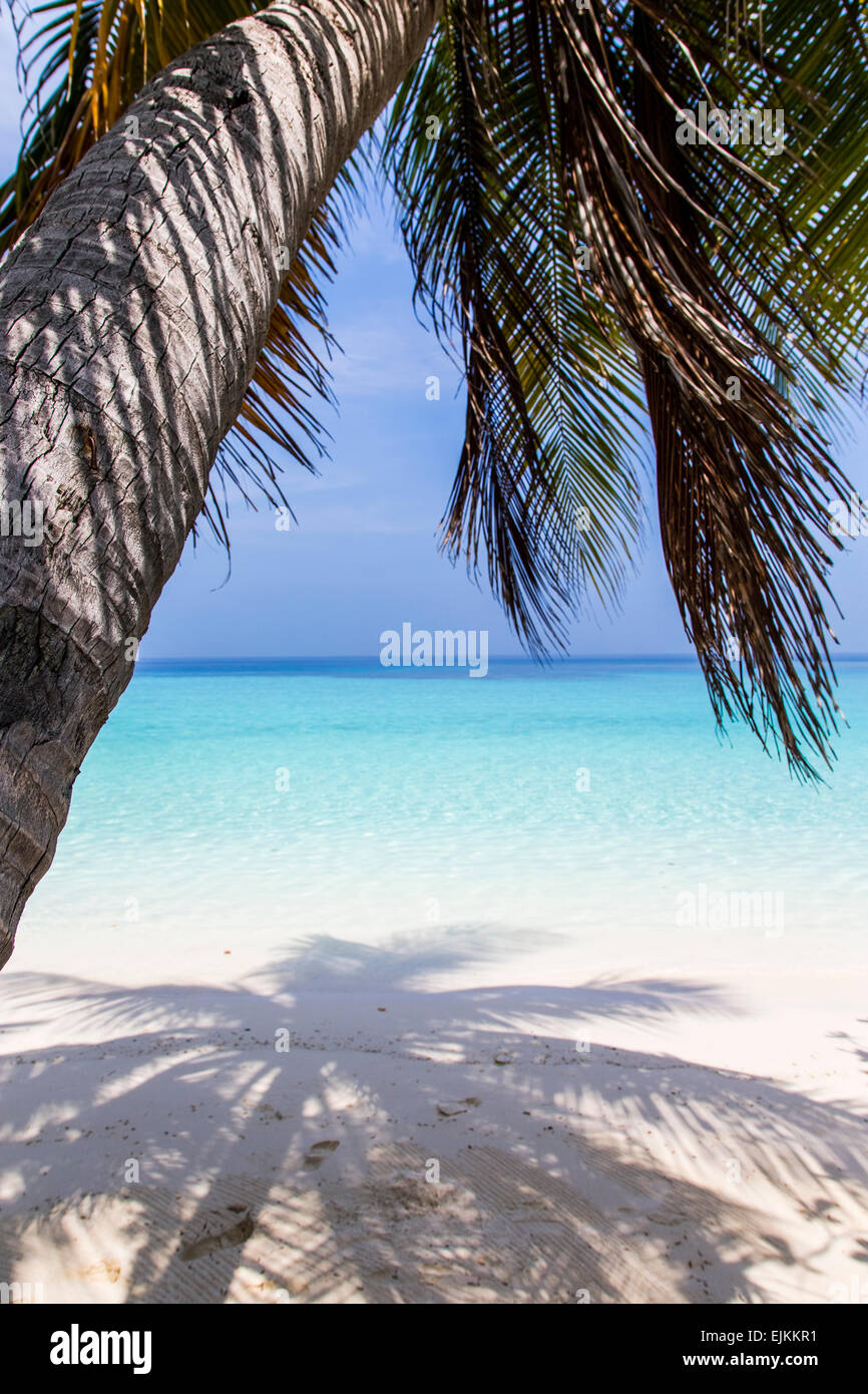 Les eaux turquoises des Maldives à Makunudu Island vue par frongs palm tree Banque D'Images