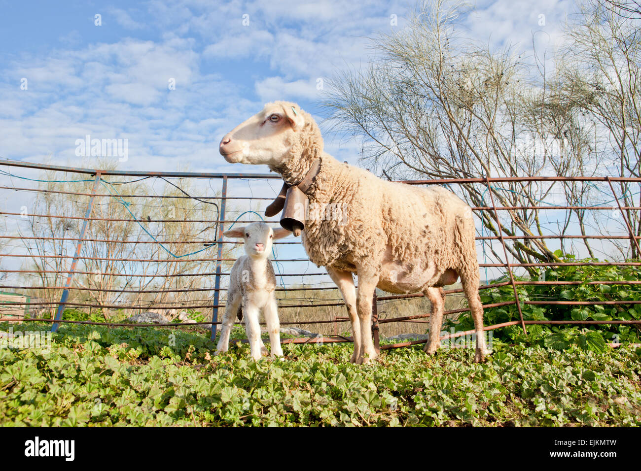 Agneau Bébé et sa mère, moutons maternelle l'Estrémadure, Espagne Banque D'Images