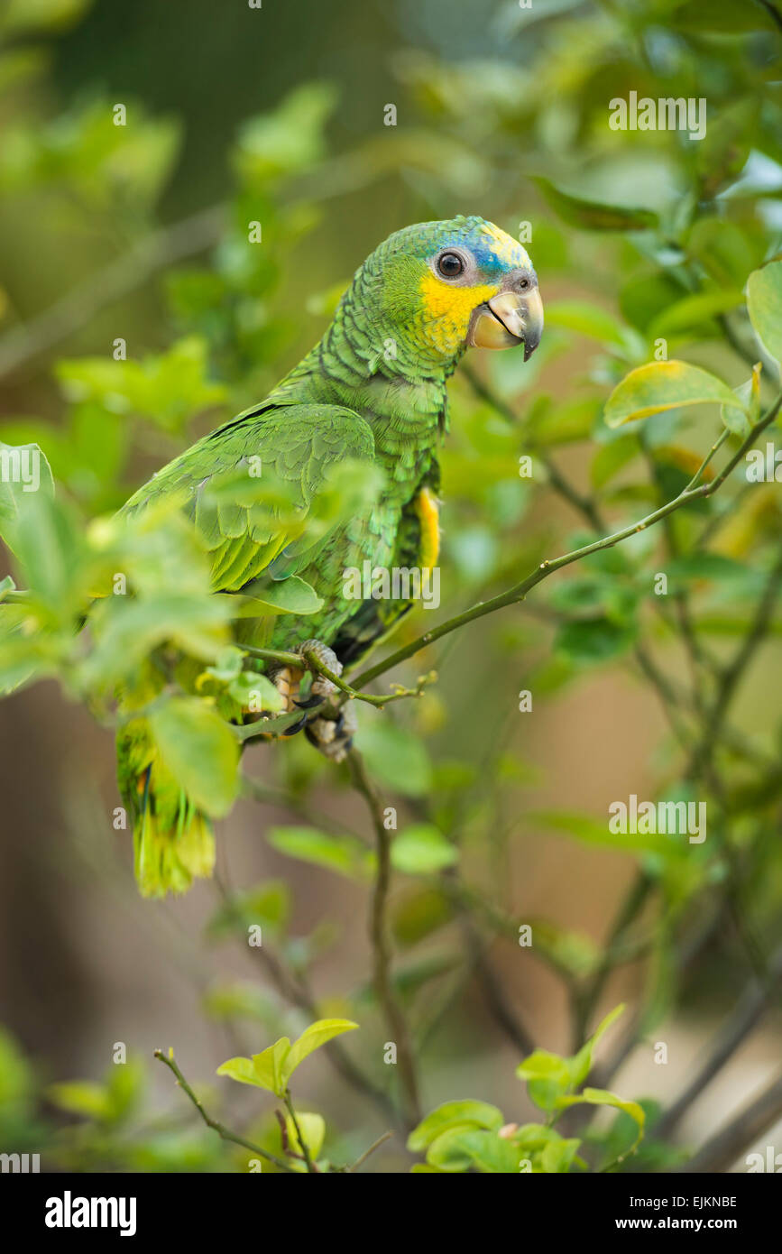 Orange-winged Amazon parrot, Amazona amazonica, Galibi, le Surinam Banque D'Images