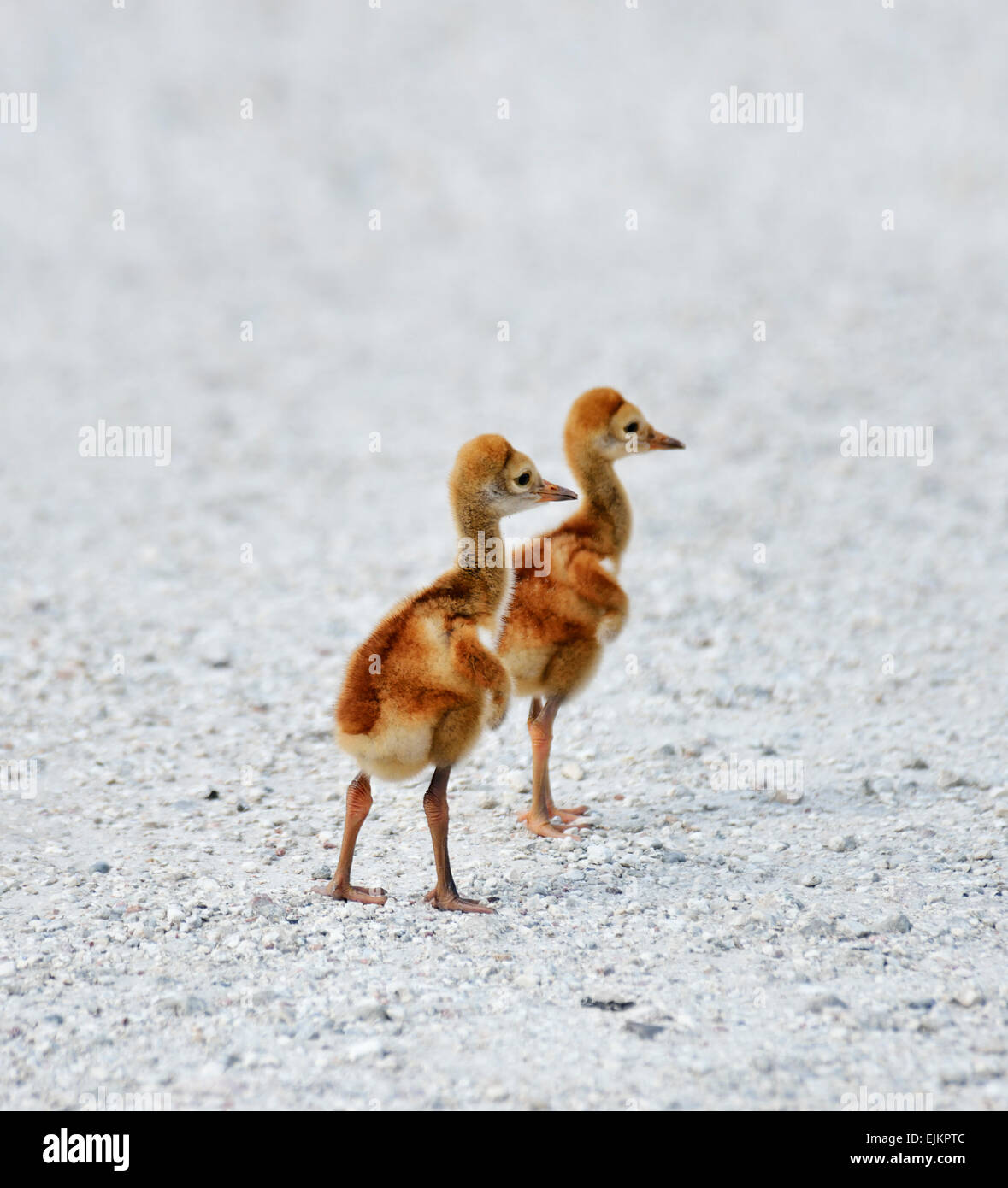 Deux petits poussins pour la Grue du Canada Banque D'Images