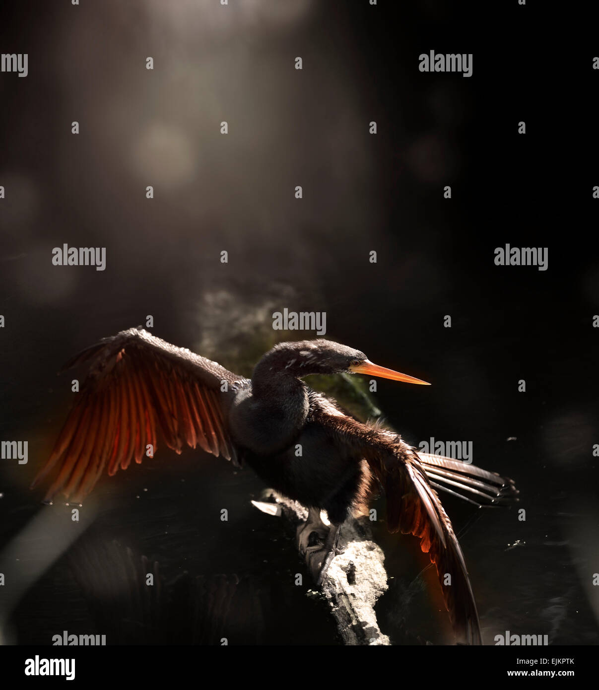 Anhinga Bird Perching au coucher du soleil Banque D'Images