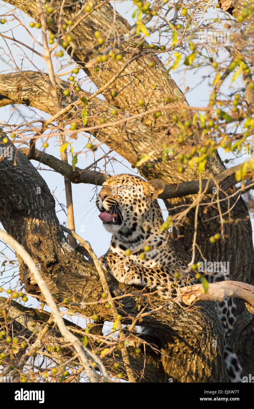 Les jeunes leopard dans arbre début à bâiller, Ngala Private Game Reserve, Afrique du Sud Banque D'Images