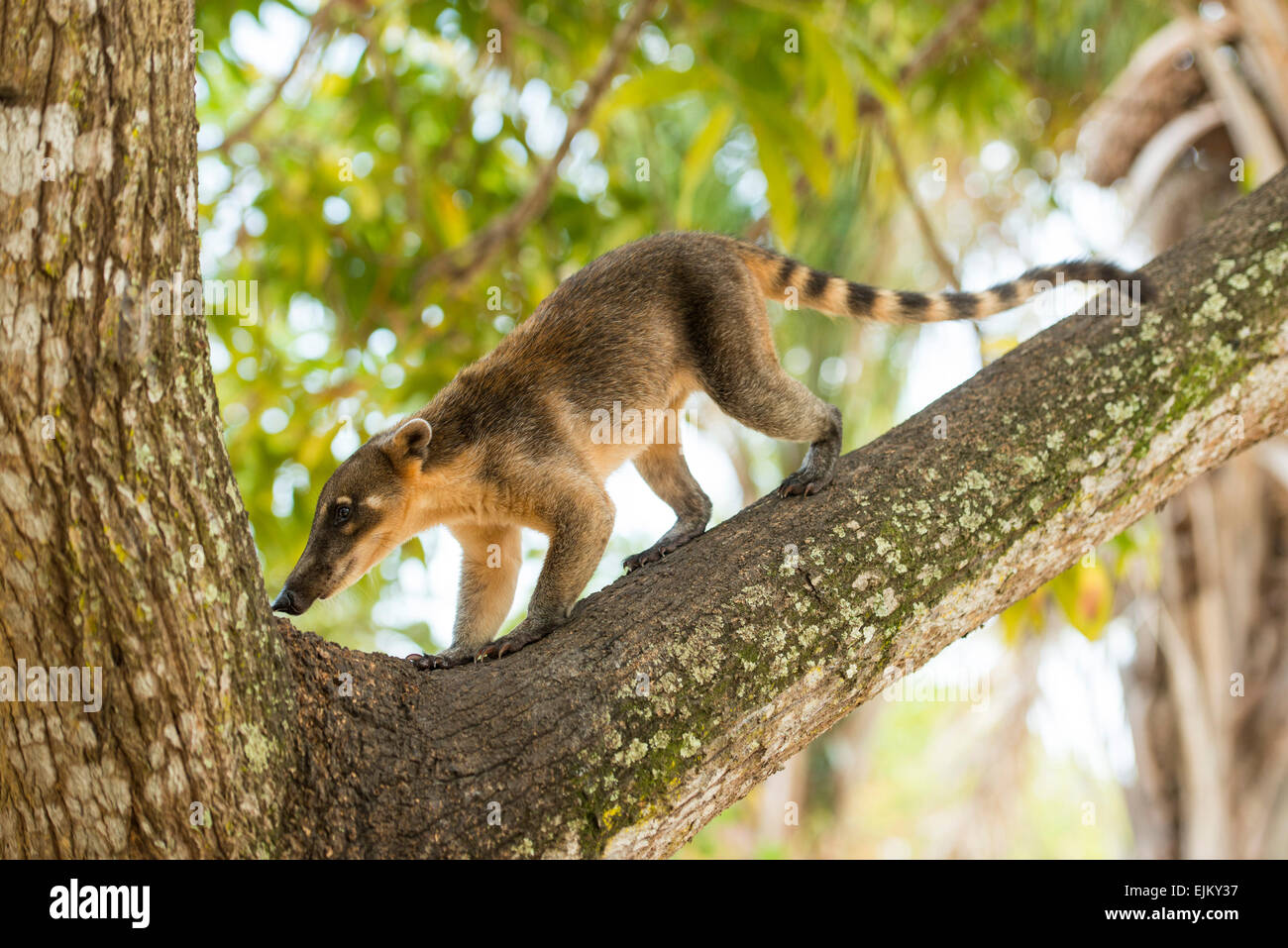 Coati, sud-américaine ou de l'anneau-tailed coati, Nasua nasua, Galibi, le Surinam Banque D'Images