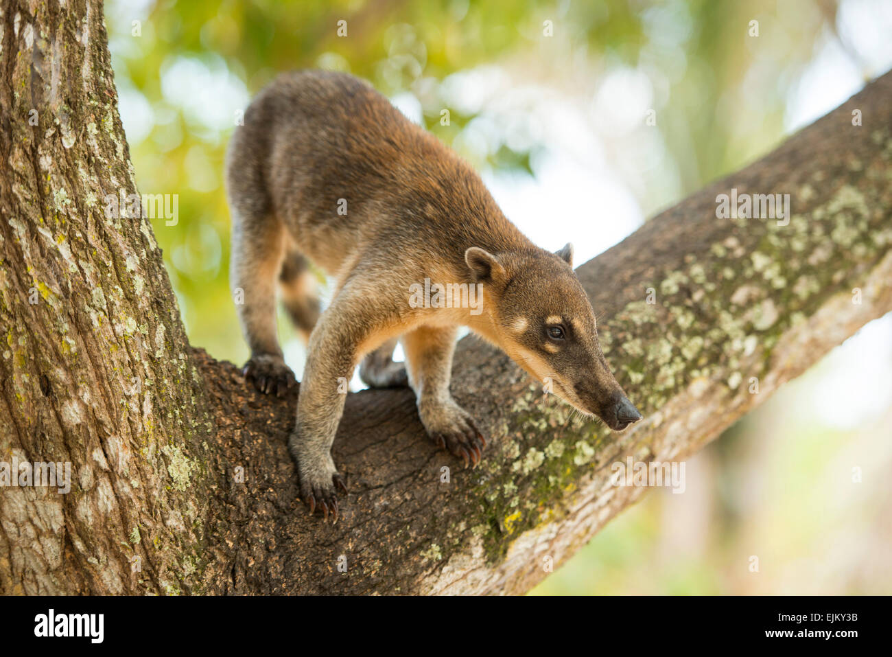 Coati, sud-américaine ou de l'anneau-tailed coati, Nasua nasua, Galibi, le Surinam Banque D'Images