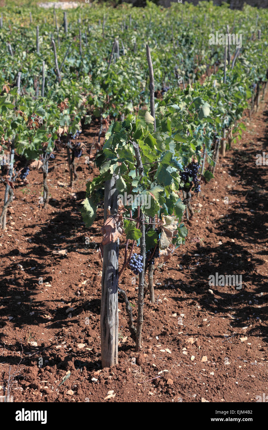 Korcula Croatie vigne raisin noir sur des vignes dans un vignoble dans la région de l'île de Lumbarda Banque D'Images