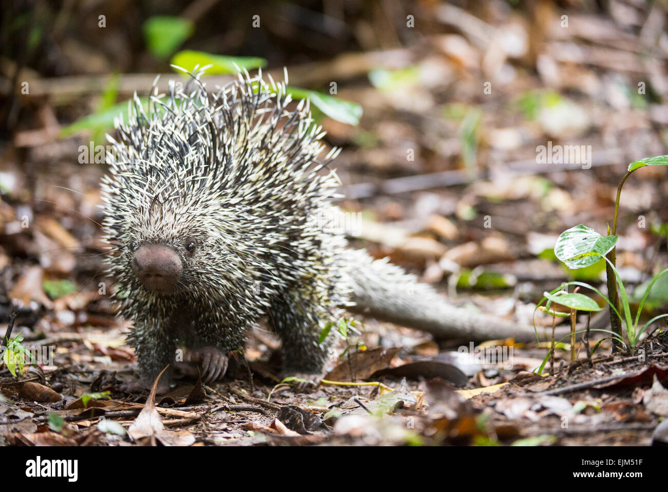 Coendou prehensilis porcupine (brésilien), Suriname Banque D'Images