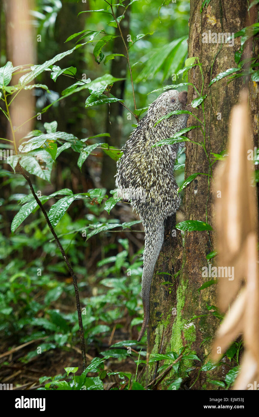 Coendou prehensilis porcupine (brésilien), Suriname Banque D'Images
