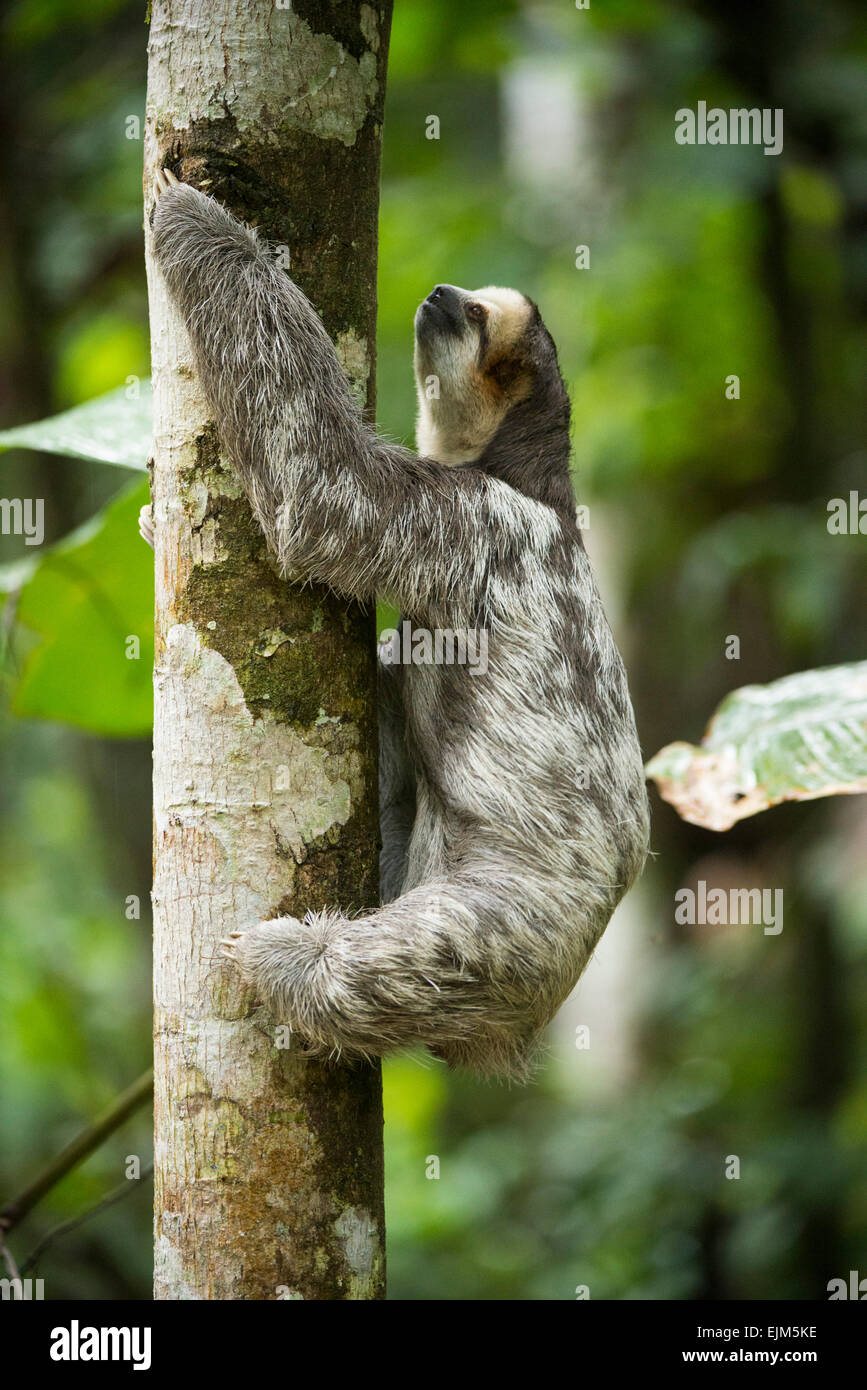 Paresseux à gorge pâle (Bradypus tridactylus), Suriname Banque D'Images