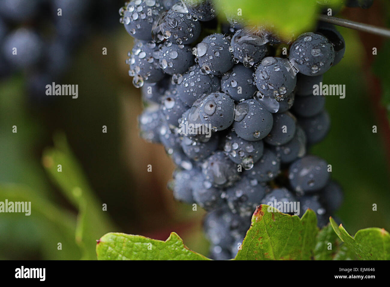 Un tas de raisins rouges sur les vignes Banque D'Images