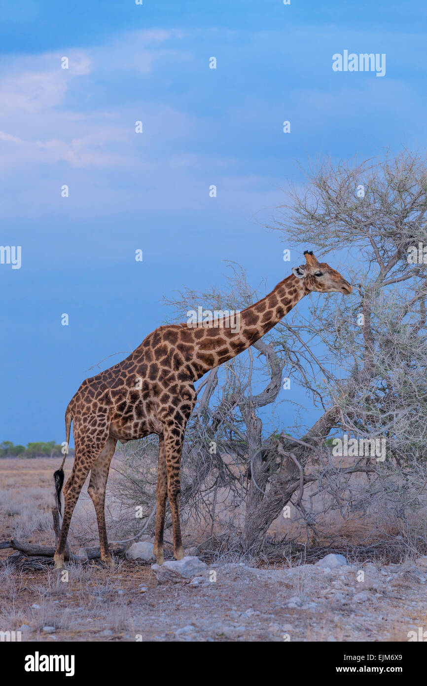 Une girafe de manger d'un arbre dans le parc national d'Etosha, Namibie. Banque D'Images