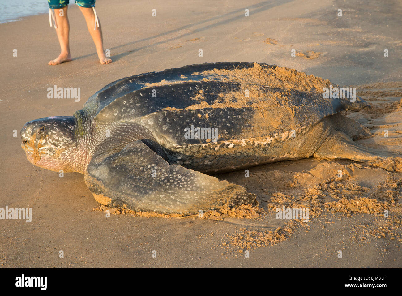 Tortue luth retour à la mer après la ponte sur la plage, Dermochelys coriacea, Matapica, Suriname Banque D'Images