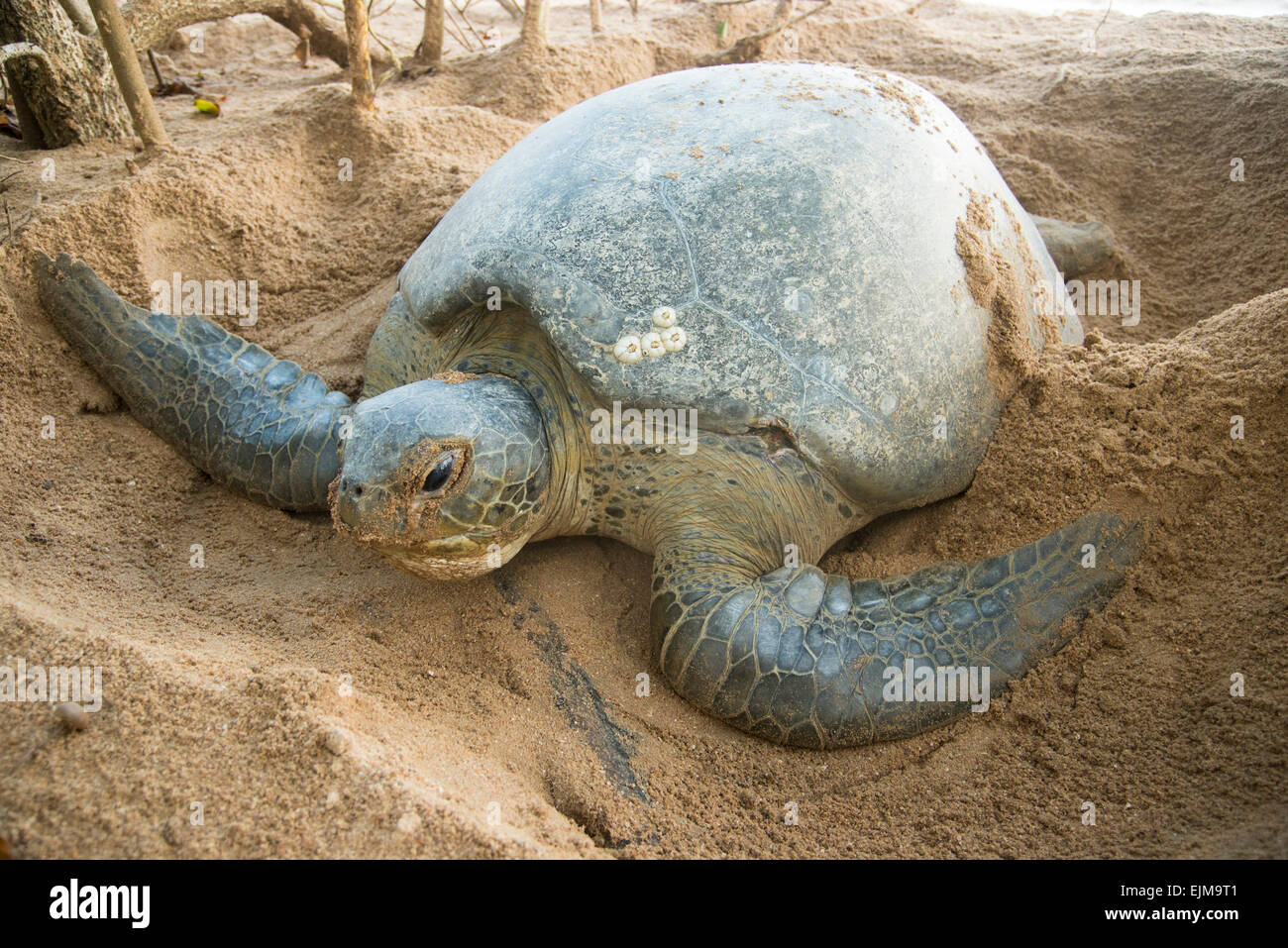 Ponte des tortues vertes sur la plage, Chelonia mydas, Matapica, Suriname Banque D'Images