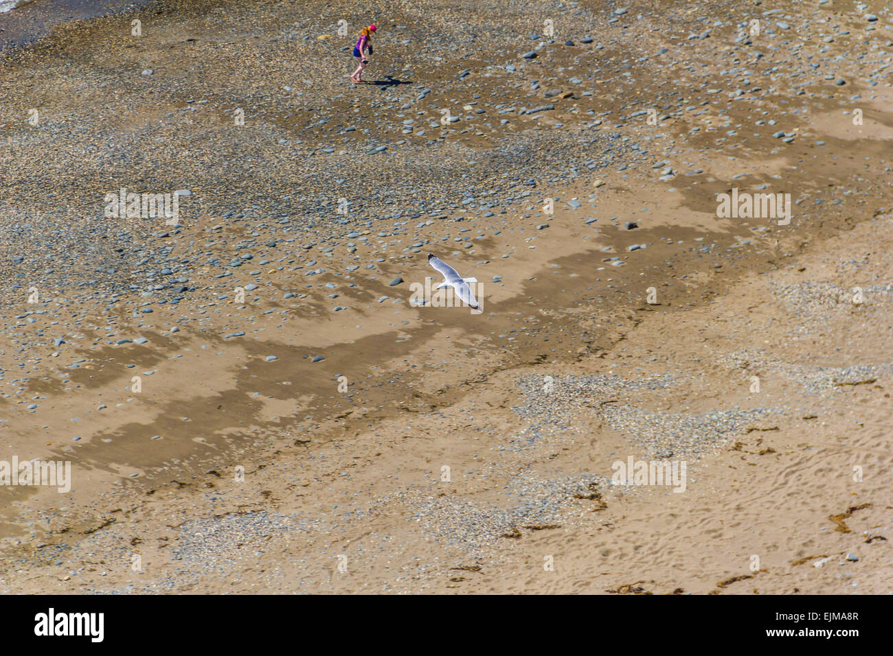 Vue de dessus sur une Mouette survolant seul personne qui marche sur la plage de l'Ouest dans la région de Criccieth, Nord du Pays de Galles. Banque D'Images