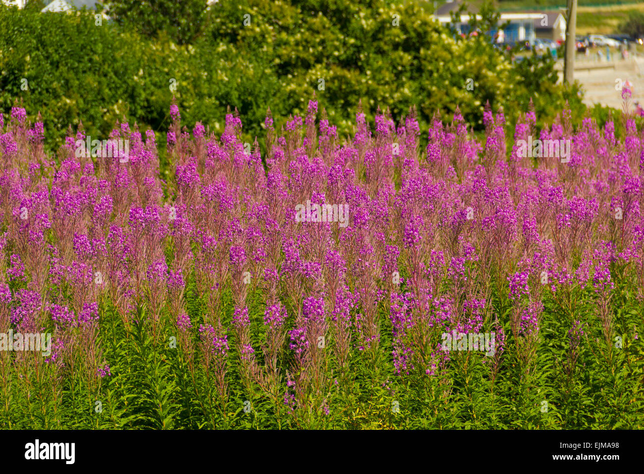 Domaine de lupin (Lupinus) vue ville de Criccieth, Nord du Pays de Galles, Surrey, Royaume-Uni Banque D'Images
