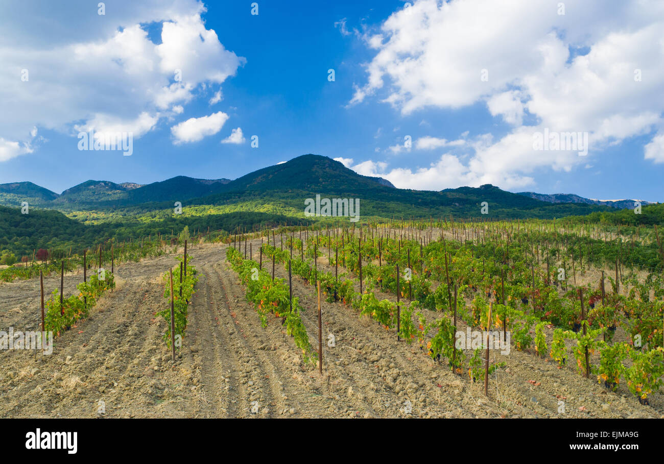 Vignoble et montagnes de Crimée - paysage près de Gurzuf resort à l'automne. Banque D'Images