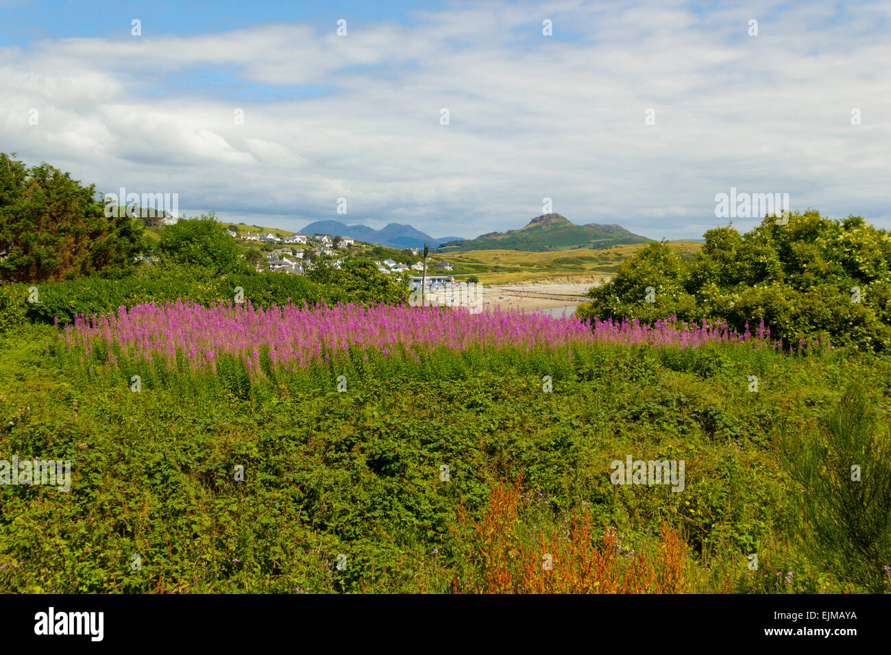 Domaine de lupin (Lupinus) vue ville de Criccieth, Nord du Pays de Galles, Surrey, Royaume-Uni Banque D'Images