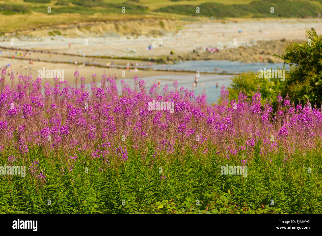 Domaine de lupin (Lupinus) vue ville de Criccieth, Nord du Pays de Galles, Surrey, Royaume-Uni Banque D'Images