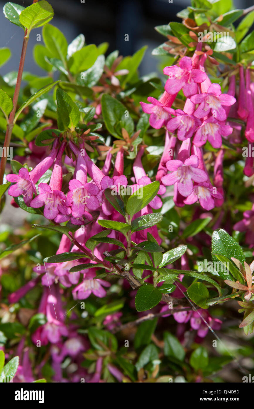 Au début de l'été les fleurs de l'Abelia floribunda, demi-hardy formés comme un arbuste mur Banque D'Images