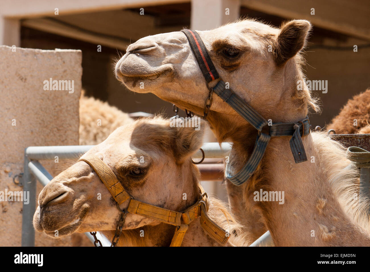 Les études de la tête de deux des dromadaires, Camelus dromedarius, au Camel Park, Námestovo, Chypre Banque D'Images