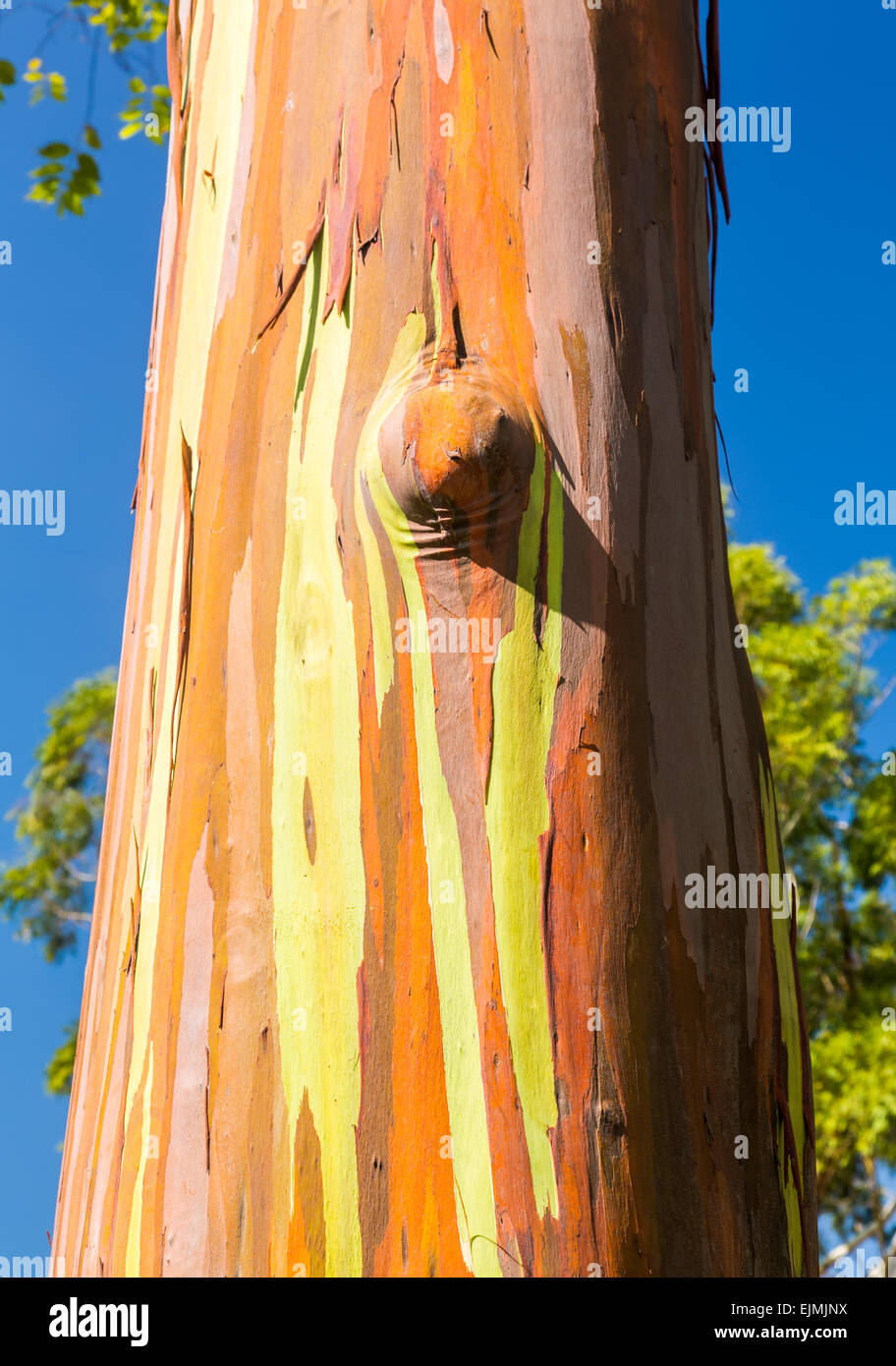De près de l'écorce colorée et tronc de l'arbre de l'arbre d'Eucalyptus Arc-en-ciel à Keahua Arboretum à Kauai, Hawaii, USA Banque D'Images