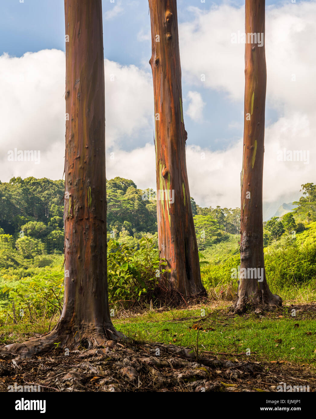 De près de l'écorce colorée et tronc de l'arbre de l'arbre d'Eucalyptus Arc-en-ciel à Keahua Arboretum à Kauai, Hawaii, USA Banque D'Images