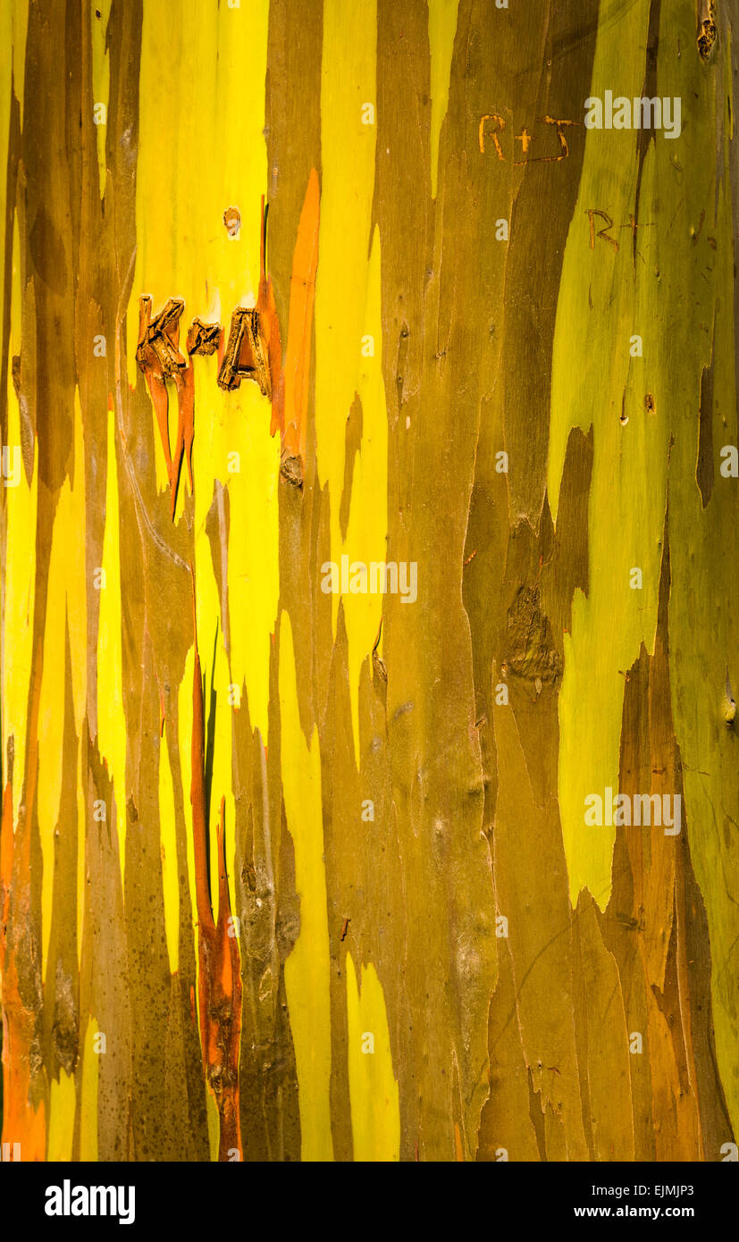 De près de l'écorce colorée et tronc de l'arbre de l'arbre d'Eucalyptus Arc-en-ciel à Keahua Arboretum à Kauai, Hawaii, USA Banque D'Images