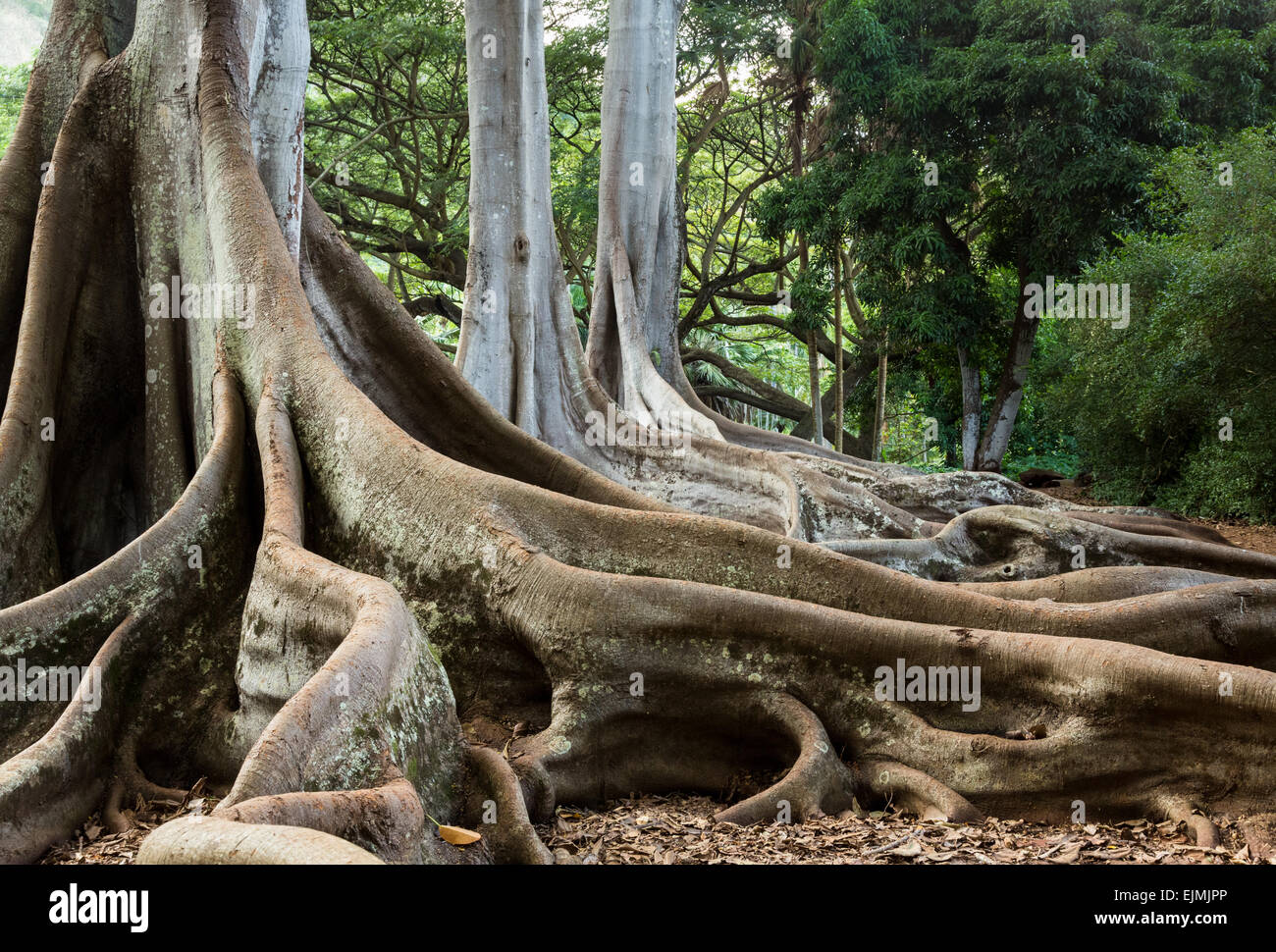 Propagation étrange racines de la Moreton Bay Fig Tree comme vu dans le film Jurassic Park Banque D'Images