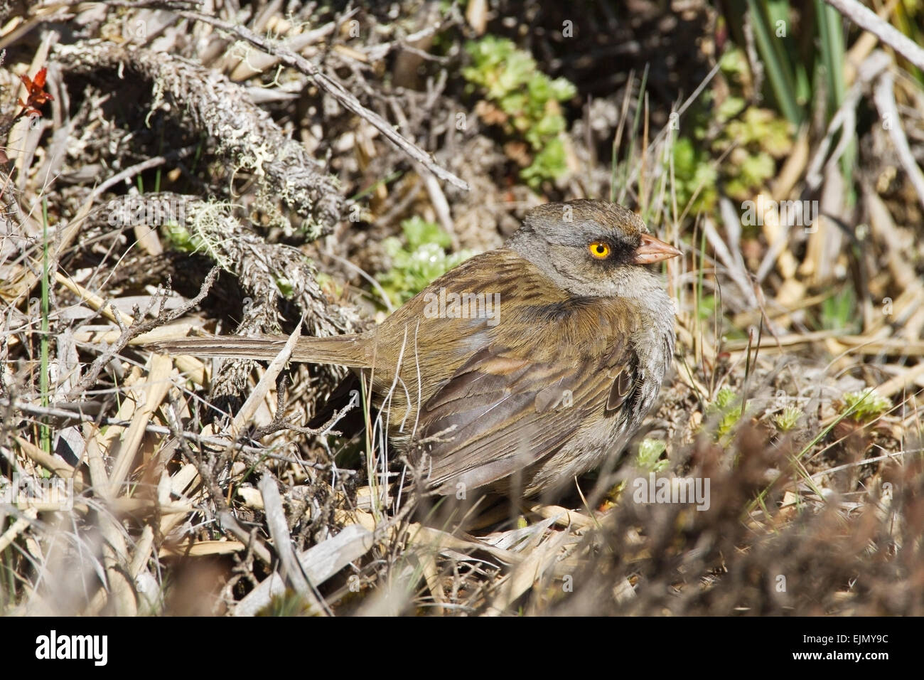 Volcano Junco ardoisé (Junco vulcani) reposant sur des adultes dans la végétation au sol, Costa Rica, Amérique centrale Banque D'Images