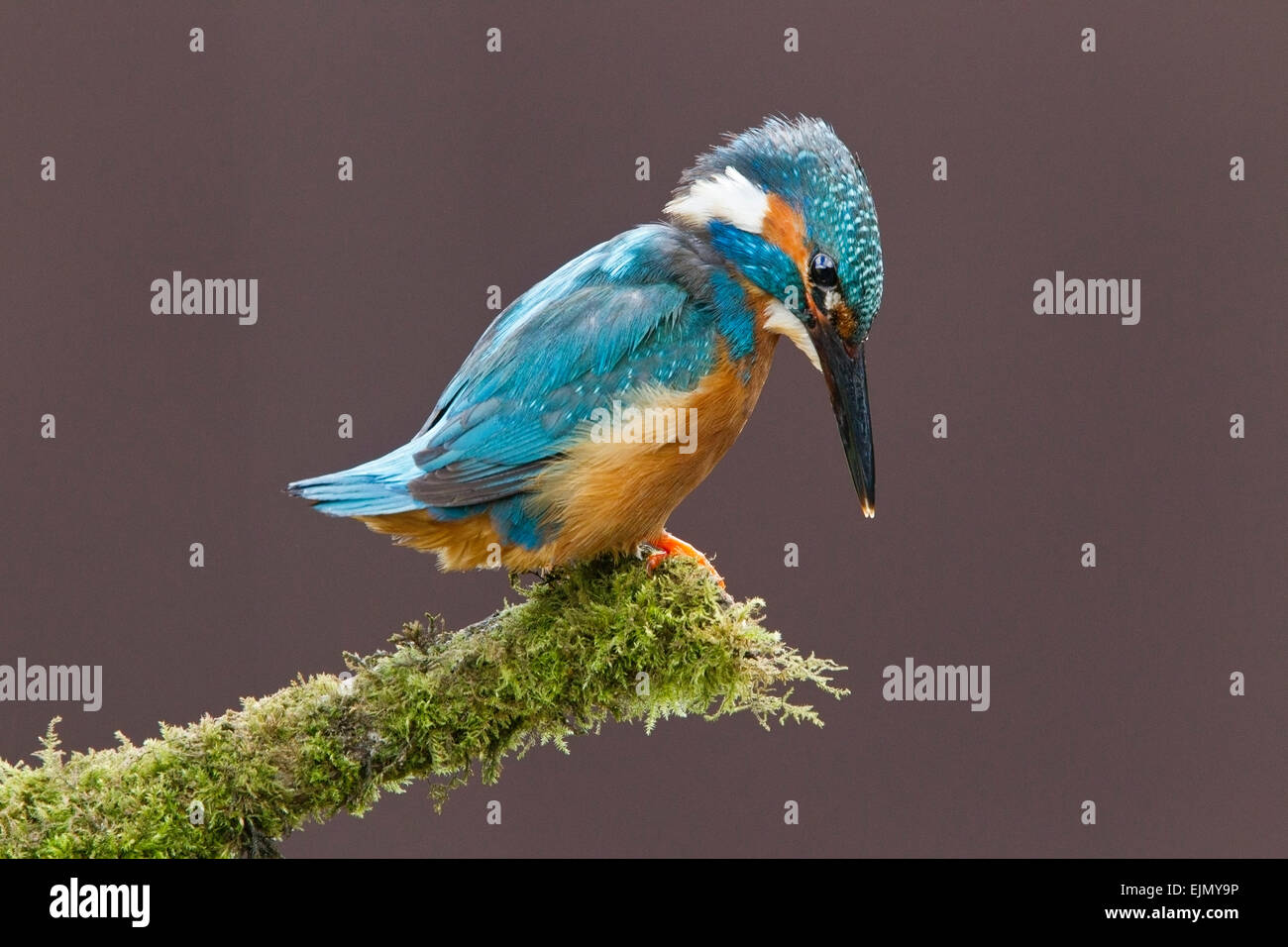 Kingfisher (Alcedo atthis commun), la direction générale de l'article adultes sur l'Angleterre Banque D'Images
