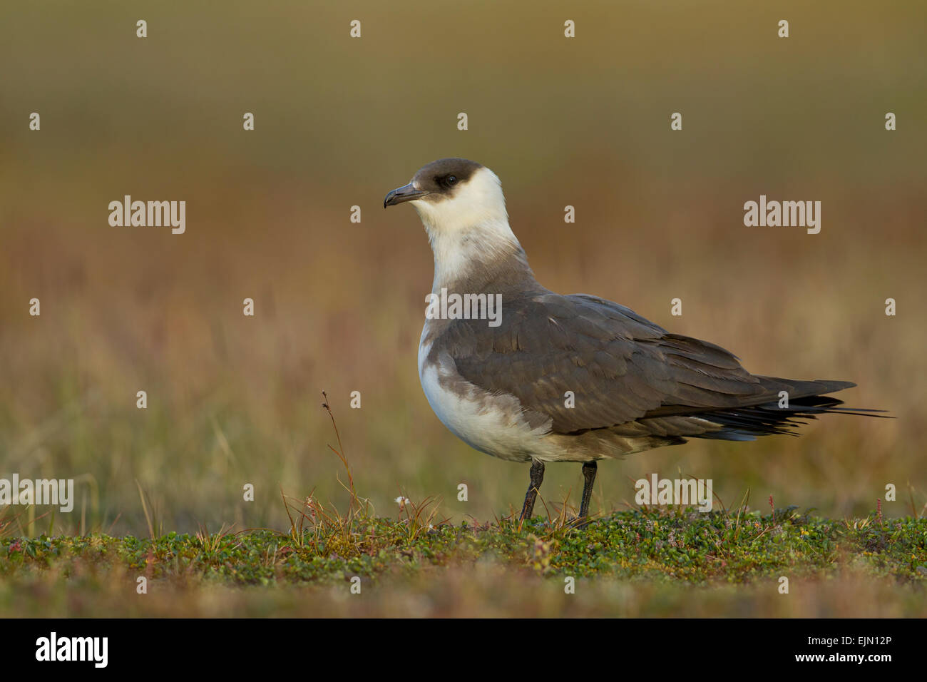 Parasitic jaeger ou Labbe parasite (Stercorarius parasiticus) dans la lumière du soir, de Longyearbyen, au Spitzberg, Norvège Banque D'Images