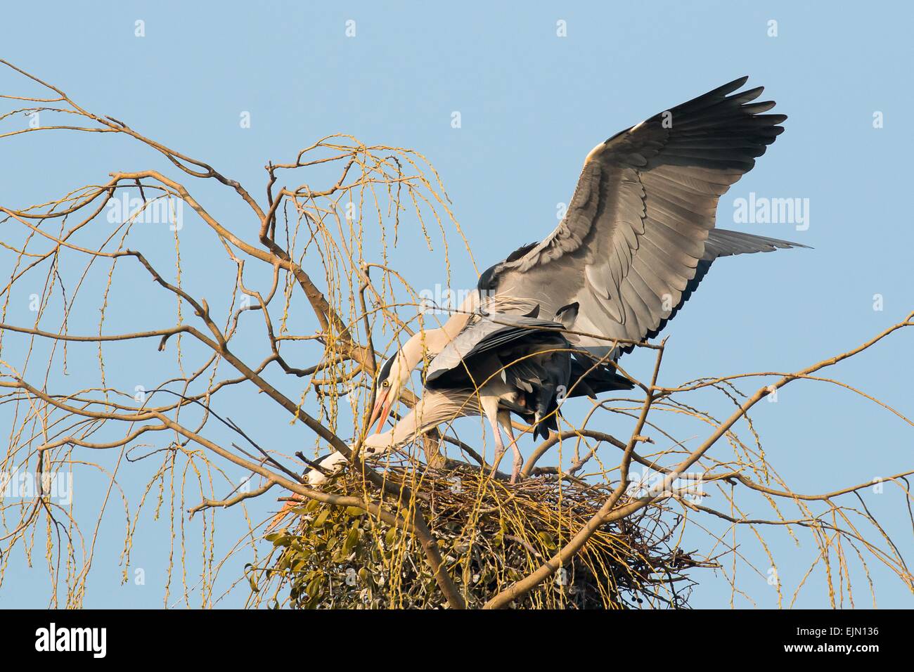 Des hérons cendrés (Ardea cinerea), l'accouplement dans leur nid, Basse-Saxe, Allemagne Banque D'Images