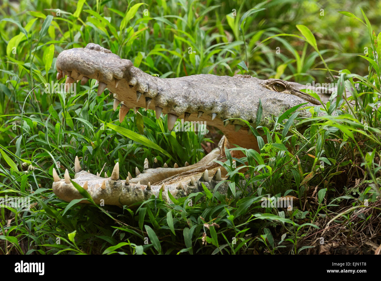 Portrait de crocodile avec la bouche ouverte sur le bord d'une rivière Grassy Banque D'Images