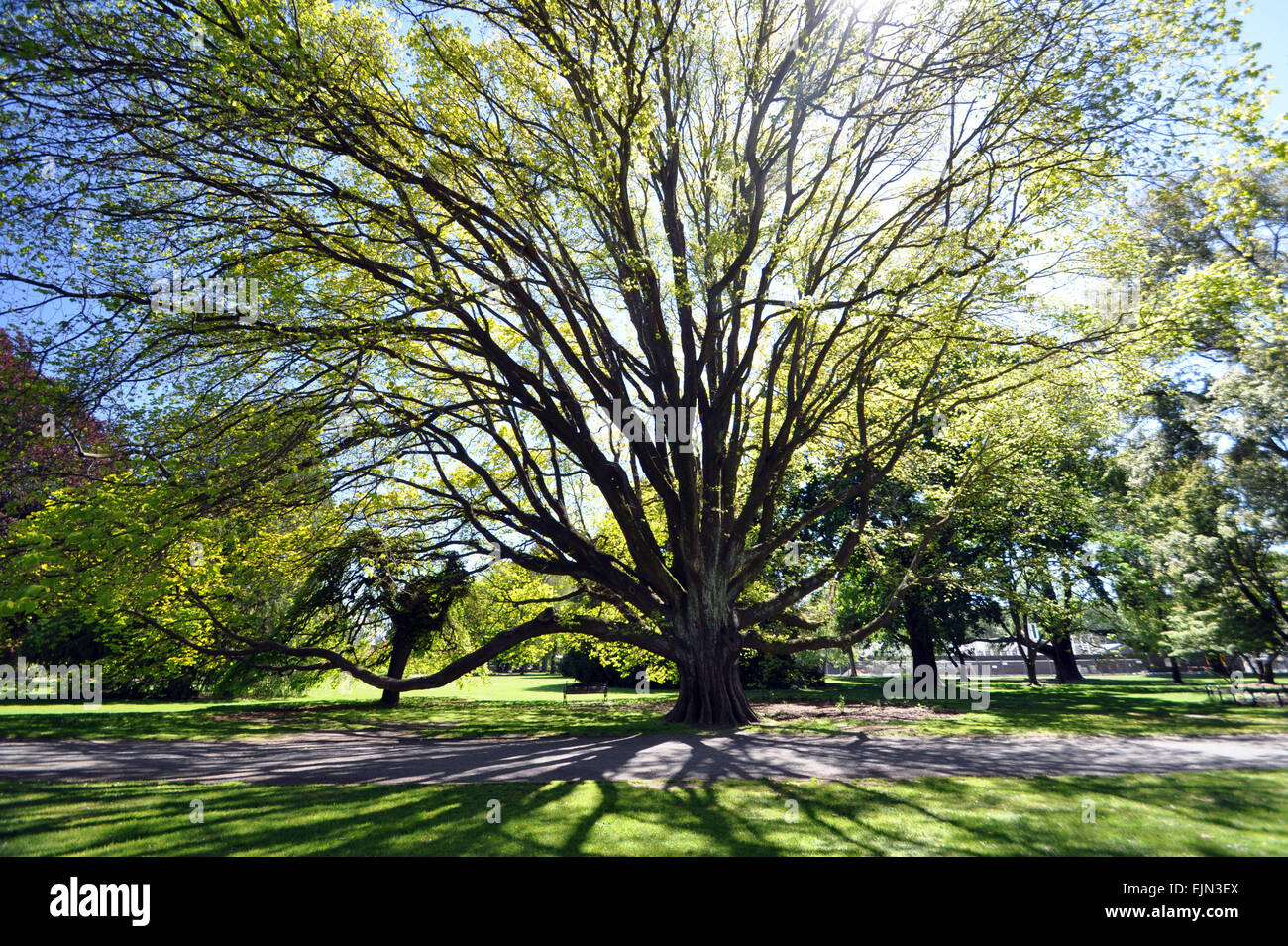 Construit à l'Anglaise en 1868 les Jardins Botaniques de Christchurch, Nouvelle-Zélande, est l'accueil de ce bel arbre, Banque D'Images