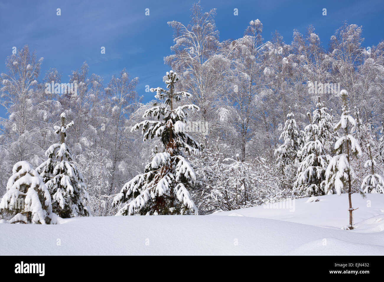Snowy trees in winter forest Banque D'Images