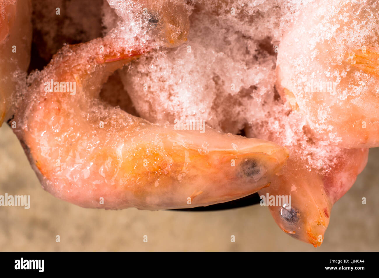 Les yeux noirs de crevettes roses congelées couvertes de glace libre Banque D'Images