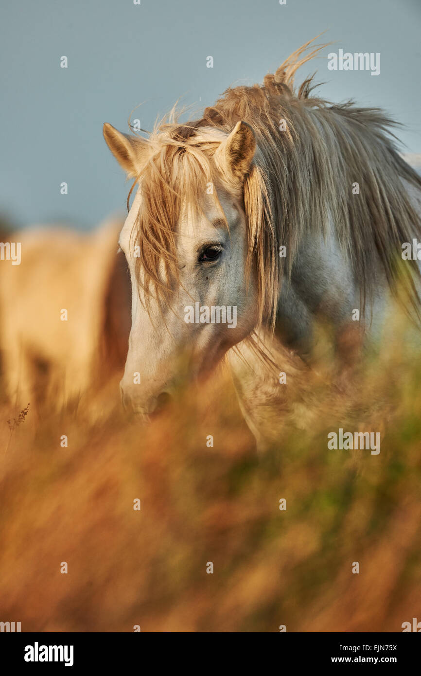 Portrait d'un cheval blanc de Camargue partiellement caché par les hautes herbes Banque D'Images