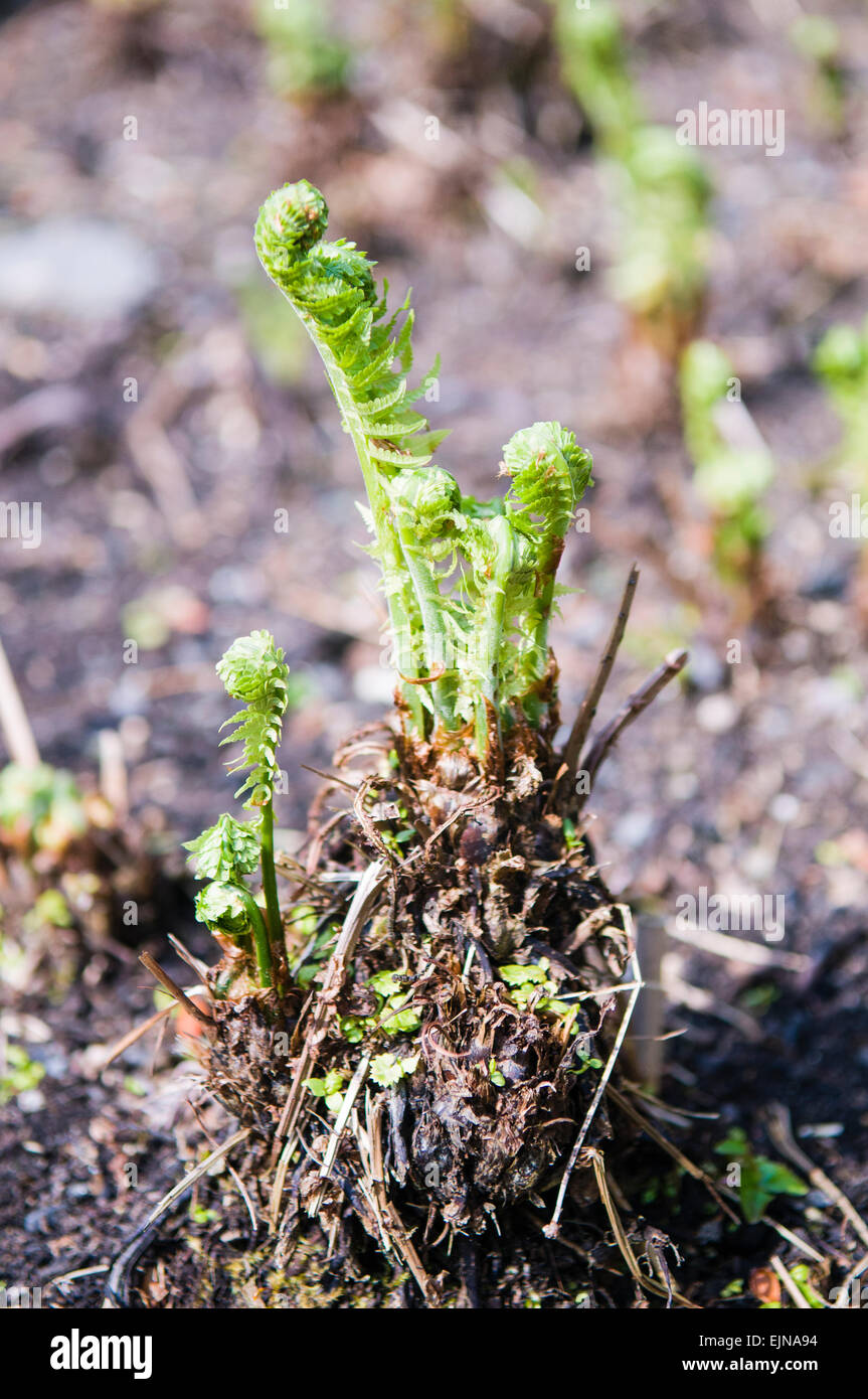 Frondes de fougère se déploient une plante au printemps. Banque D'Images