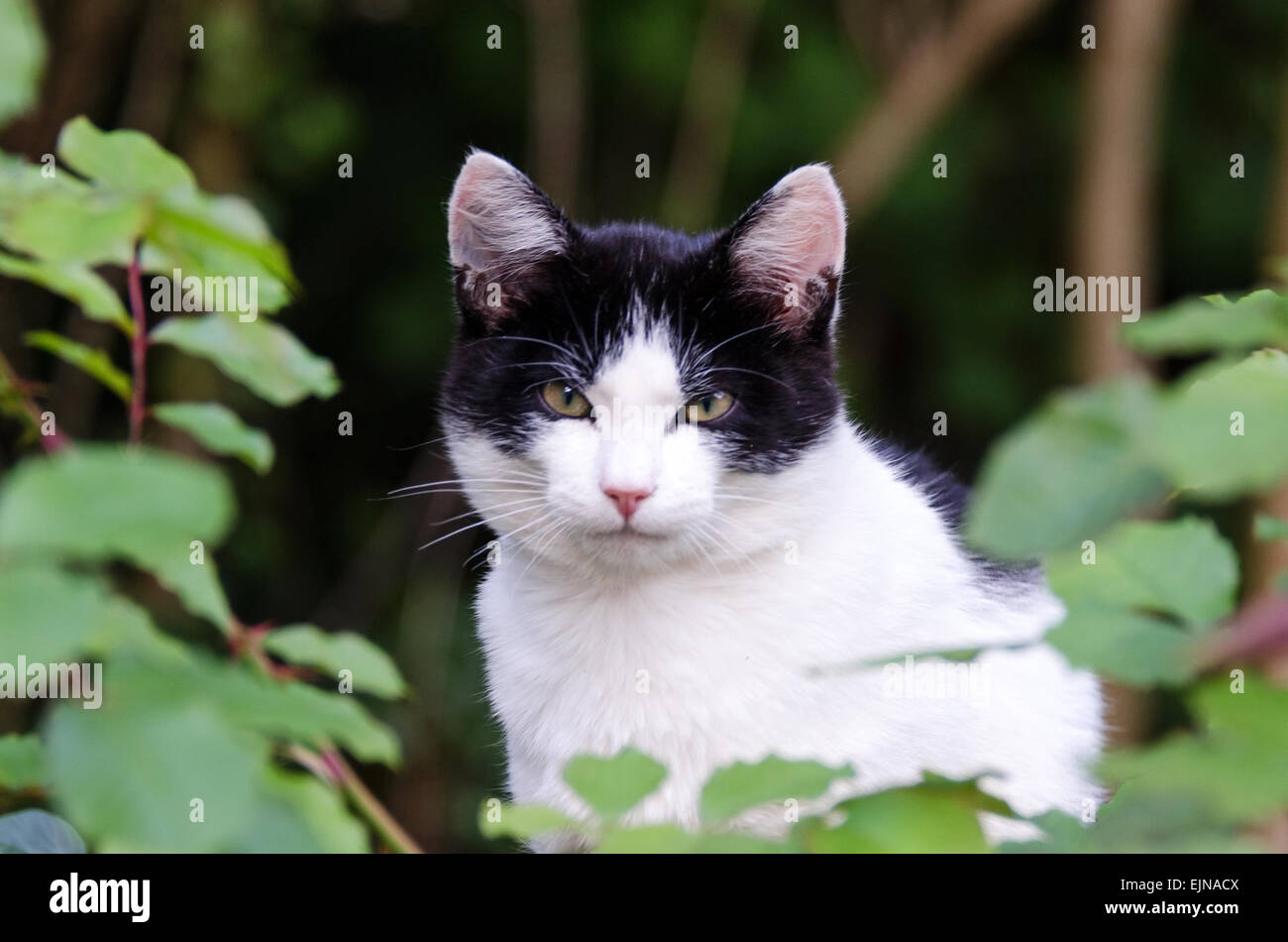 Un chat noir et blanc regarde à travers le feuillage à l'appareil photo à Santenay, en Côte-d'or, France. Banque D'Images