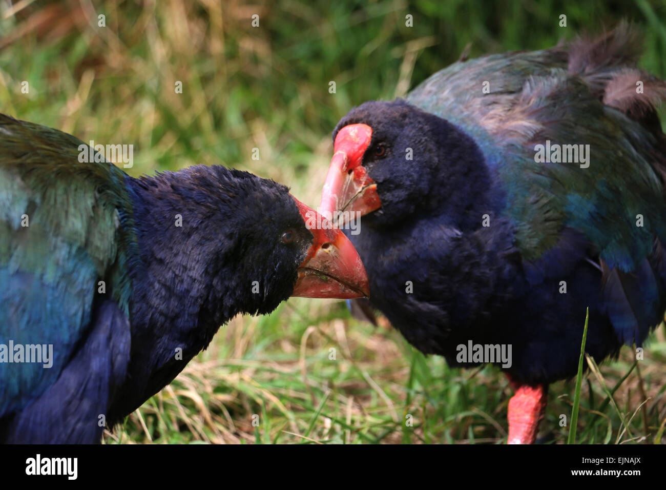 Disparition Talève takahé oiseau indigène de la Nouvelle-Zélande à Zealandia Wellington préserver Banque D'Images