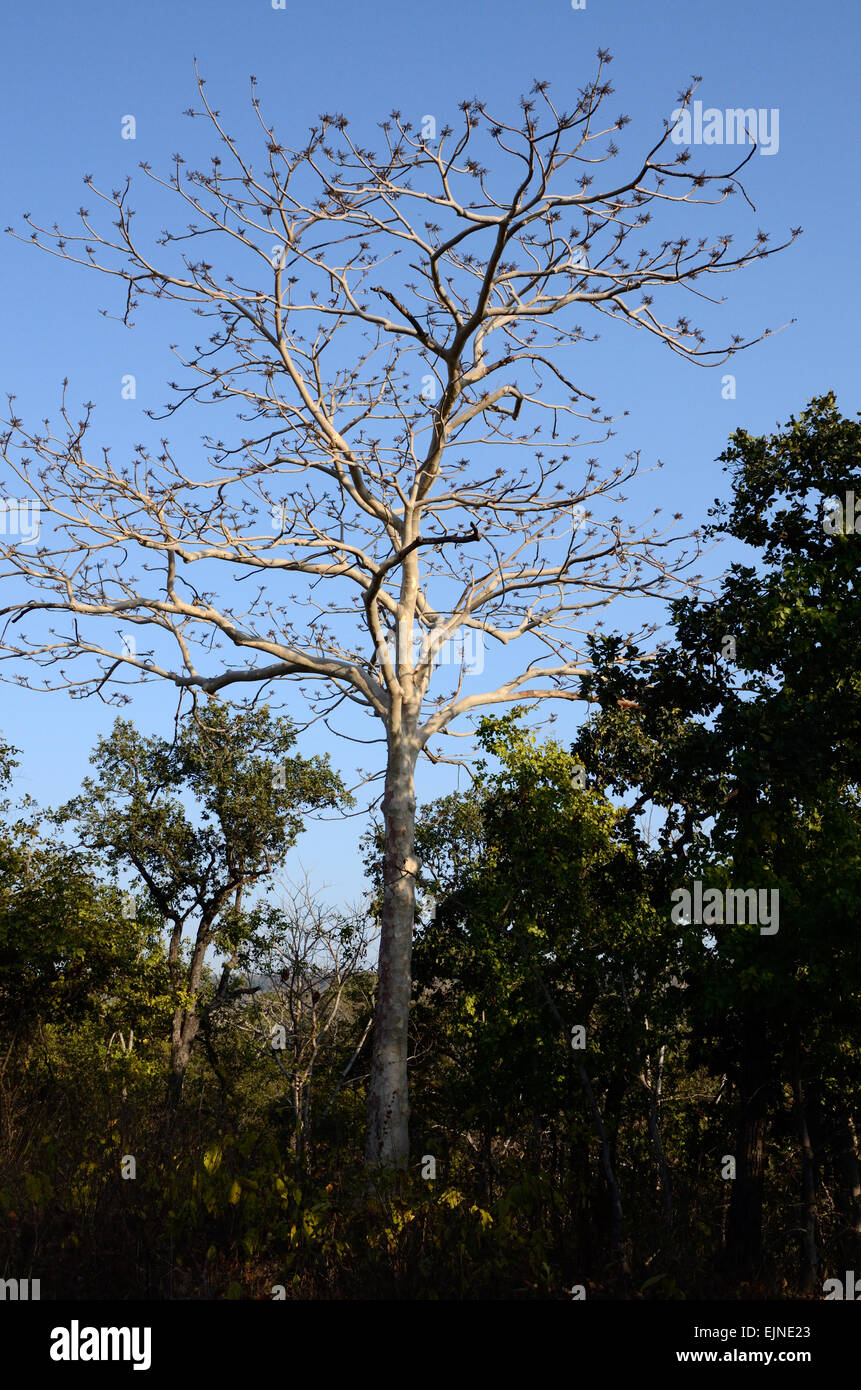 Indian ghost tree Kullu Stercukia urens Parc national de Ranthambore Rajasthan Inde Banque D'Images