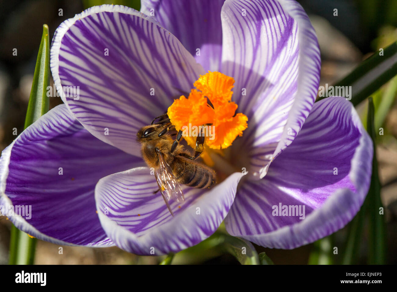 Crocus vernus 'Pickwick' en fleur et abeille Banque D'Images