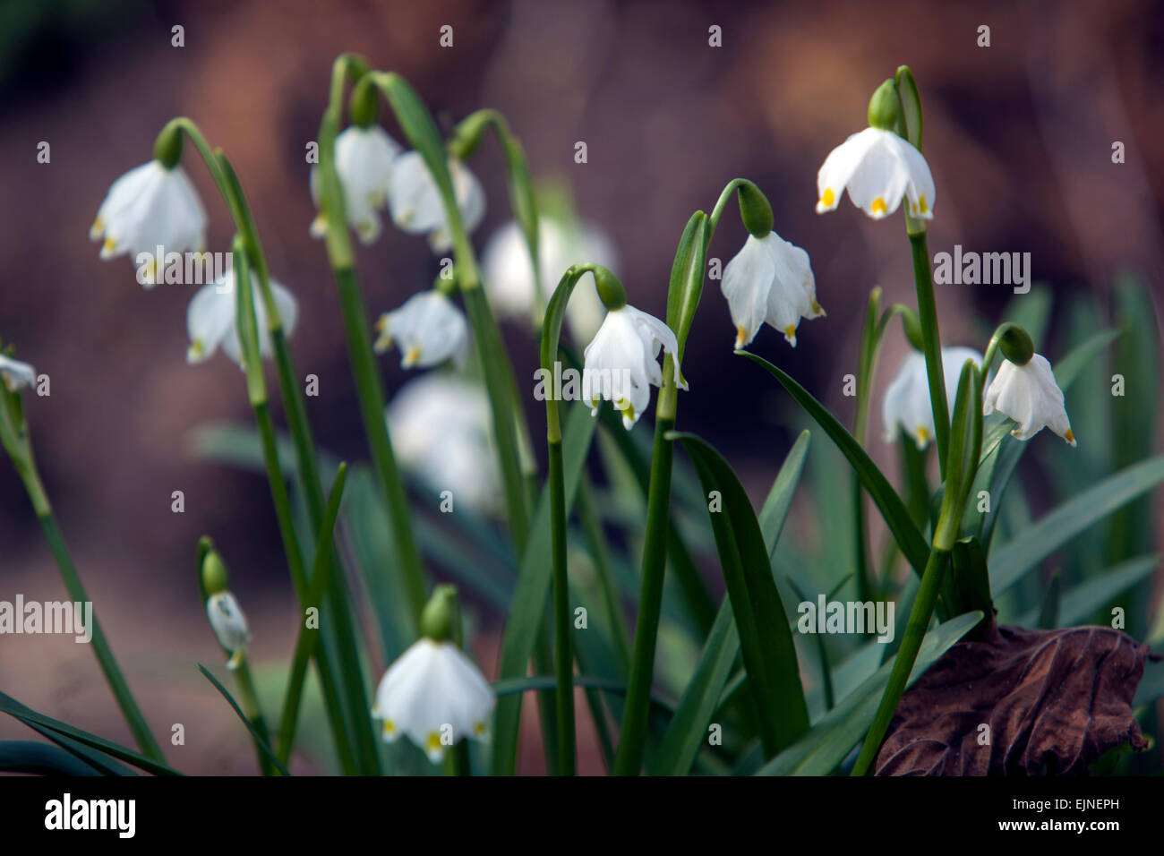 Flocon de neige de printemps Leucojum vernum Banque D'Images