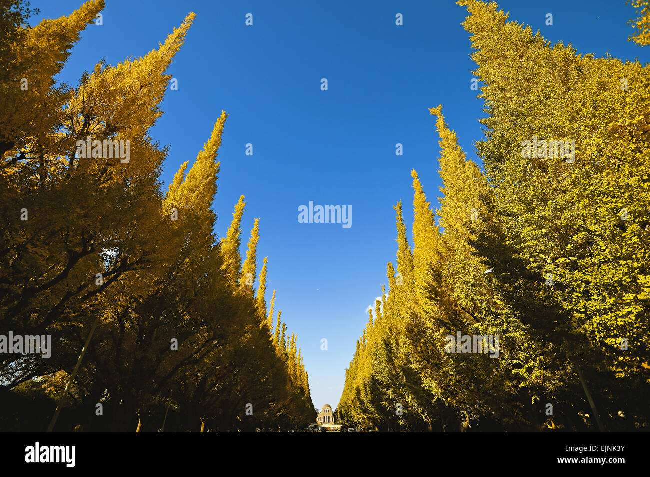 Les arbres de Ginkgo Biloba Banque D'Images