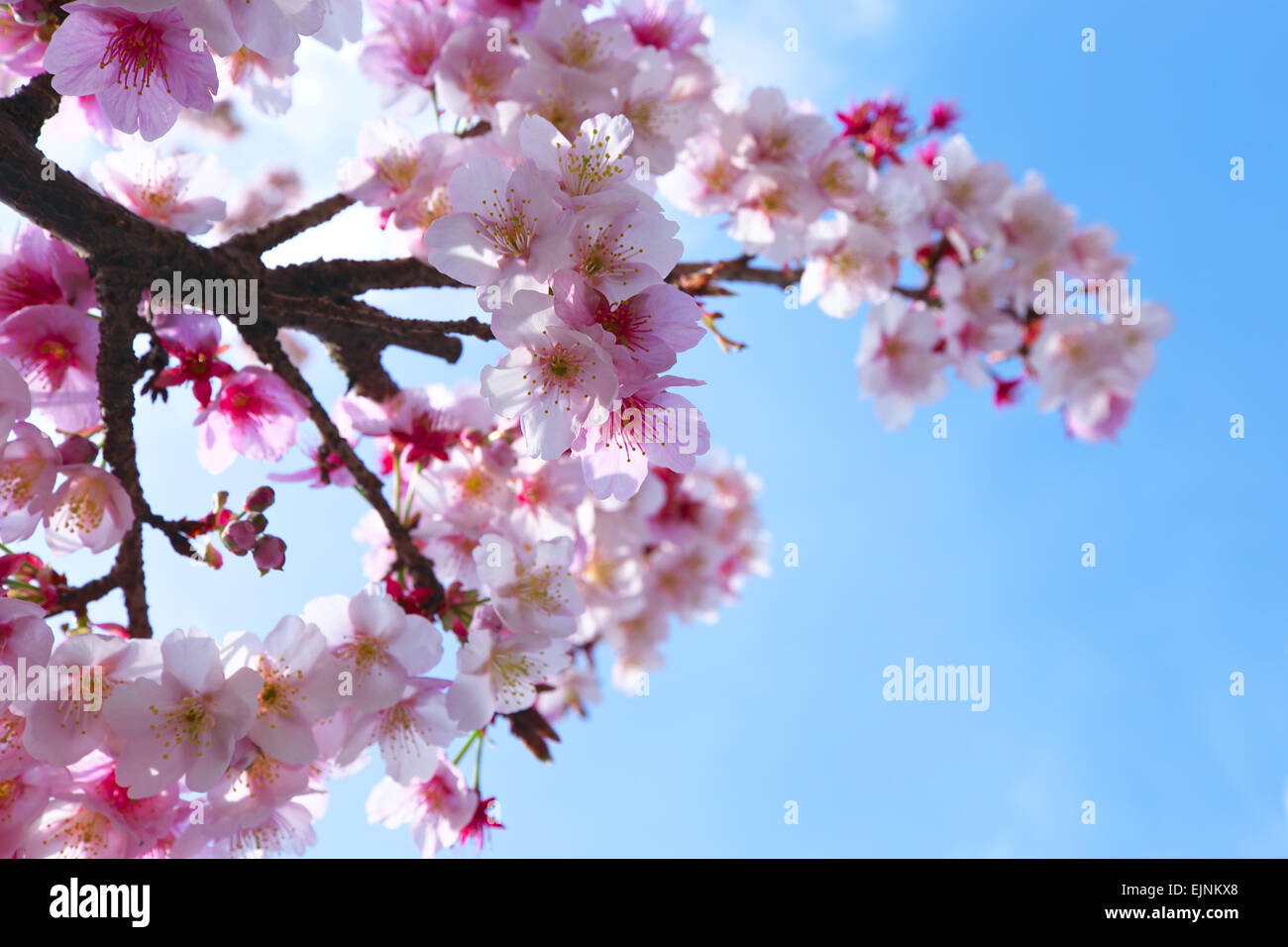 Cerisiers en fleurs Banque D'Images