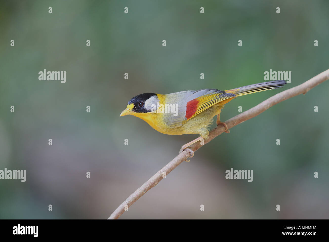Red-Billed Leiothrix Banque D'Images