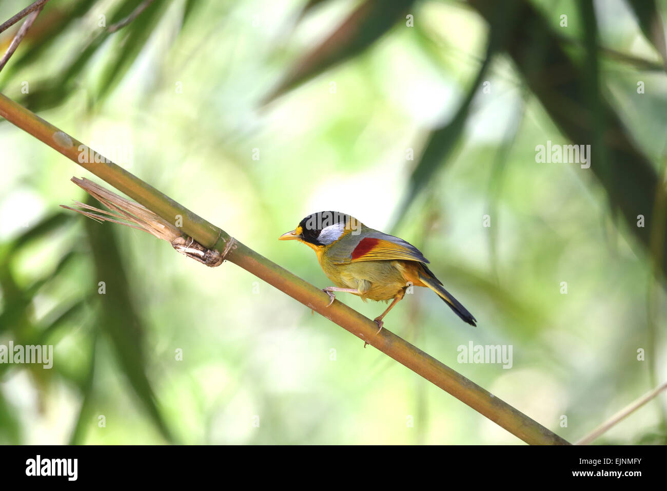 Red-Billed Leiothrix Banque D'Images