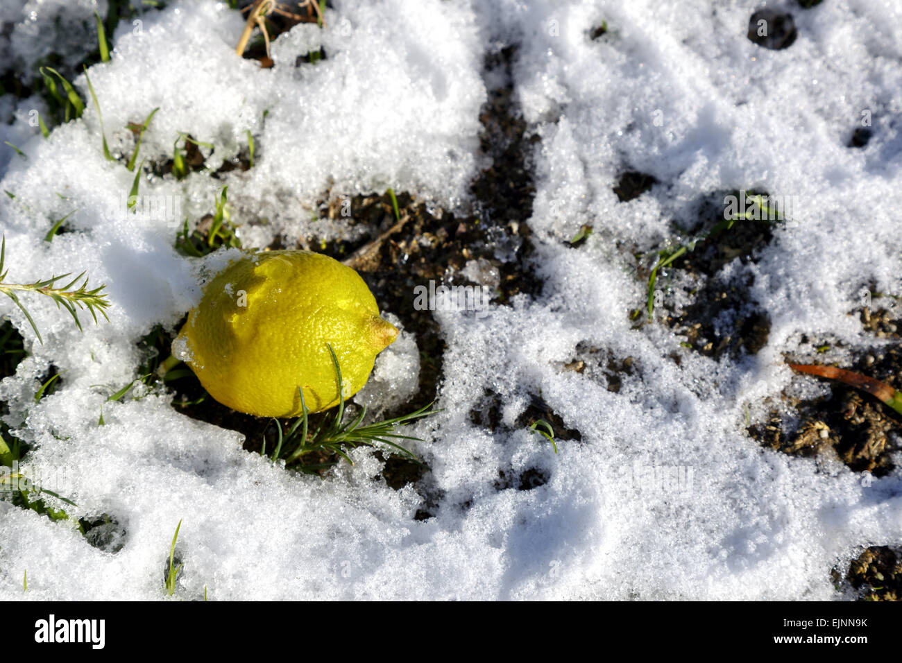 Seul le citron allongé sur sol couvert de neige Banque D'Images