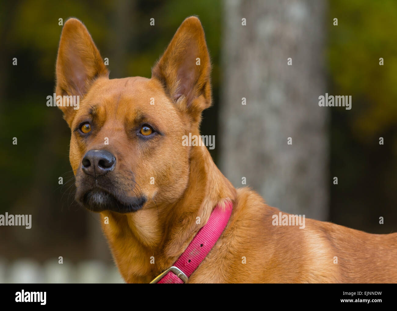 Portrait de chien Akita cross Banque D'Images