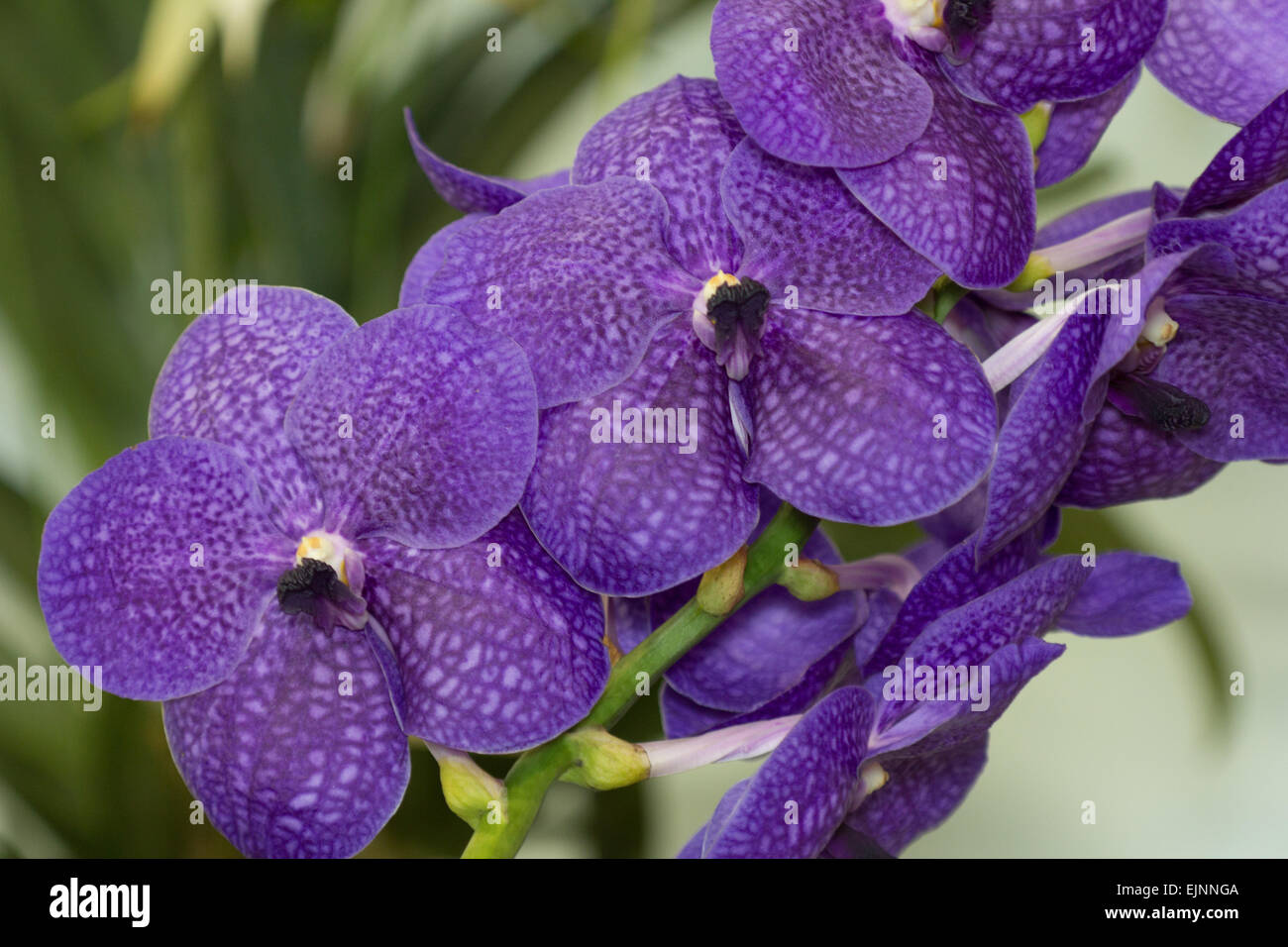 Orchid Banque D'Images