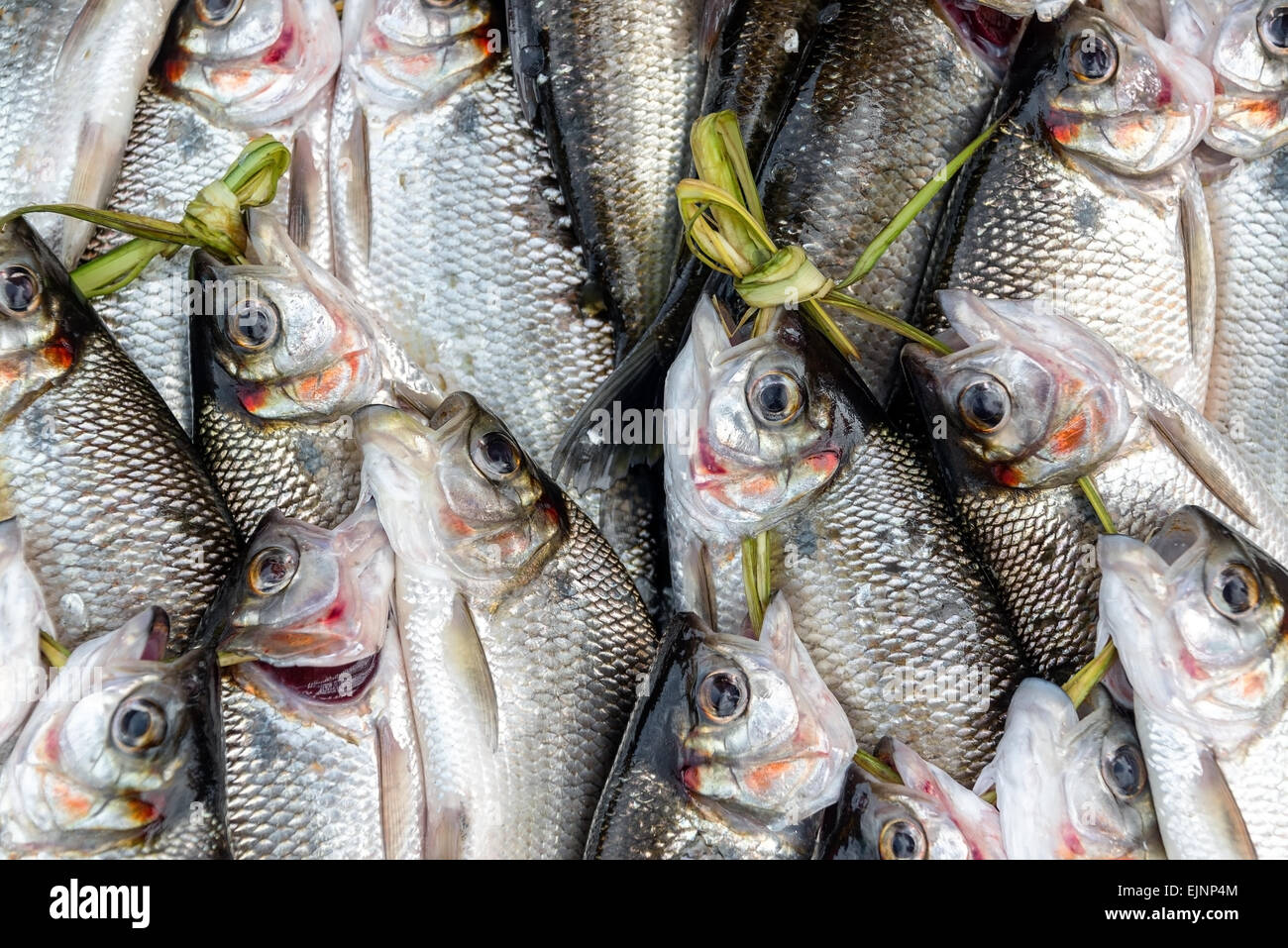 Fish sea amazon Banque de photographies et d'images à haute résolution -  Alamy